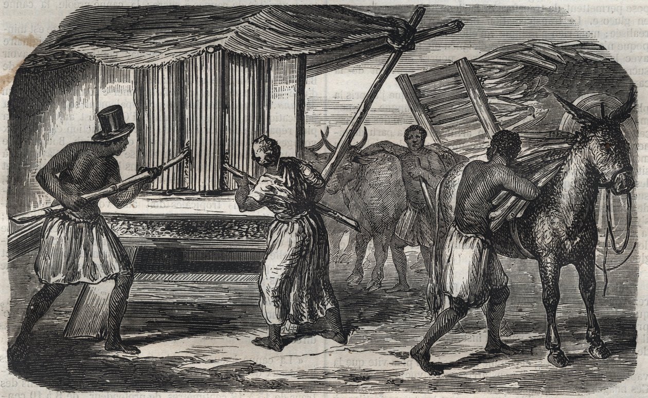 Produzione di zucchero: un mulino per la canna da zucchero in una fabbrica di zucchero nelle Indie Occidentali. Incisione del 1859 da Unknown artist