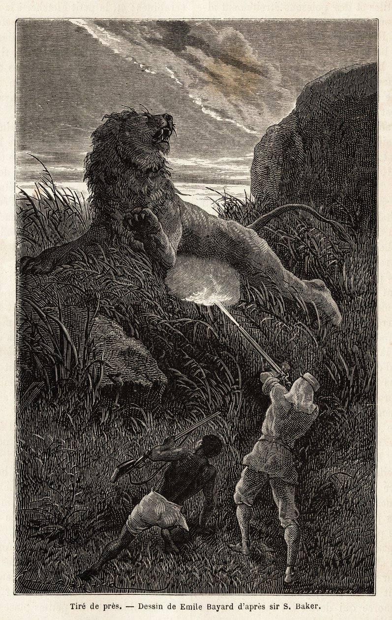 Sorpreso da un leone durante l