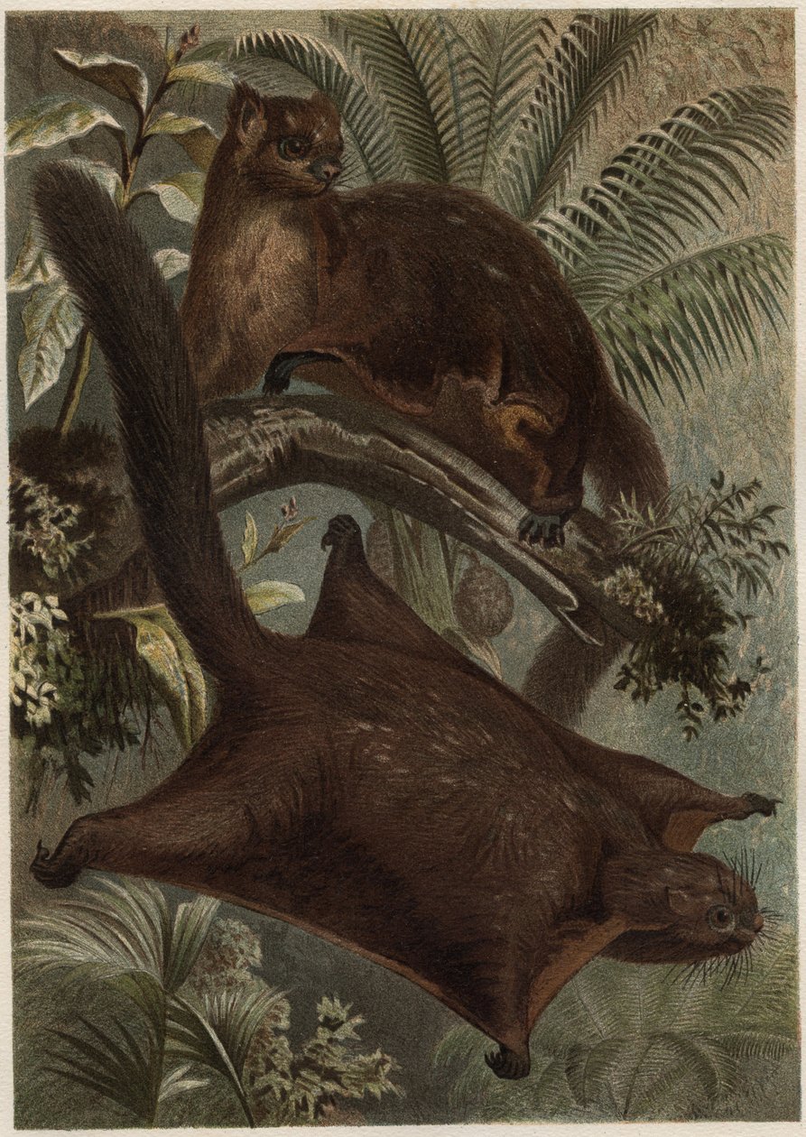 Taguan (Scoiattolo volante) (famiglia Sciuridae) - Scoiattolo (scoiattolo volante) - incisione da "La vita degli animali" di Alfred Edmund Brehm (1829-1884) da Unknown artist