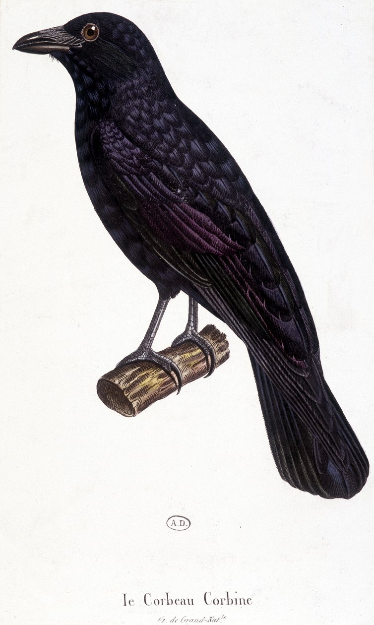 Il corvo Corbine - tavola di storia naturale da Unknown artist
