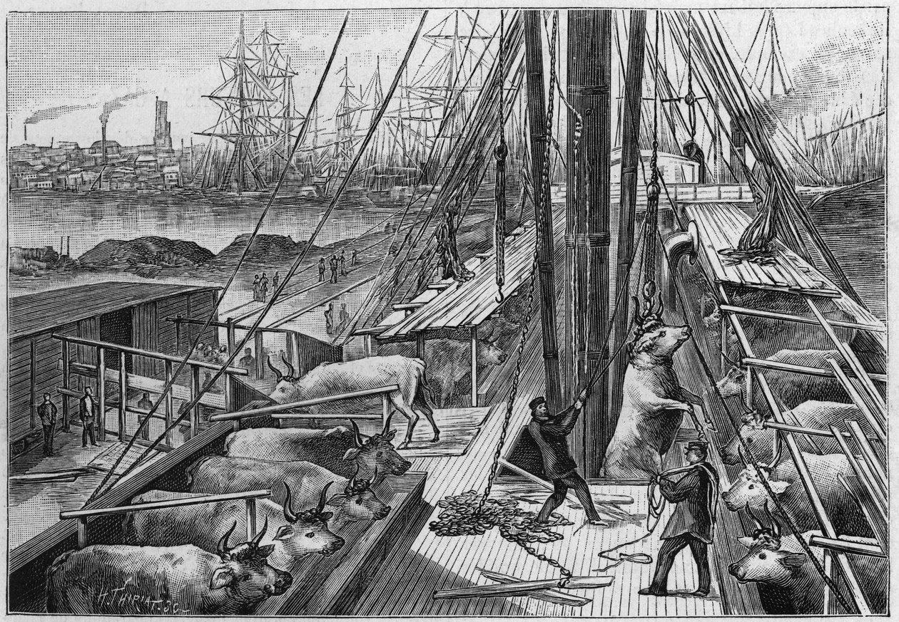 Il piroscafo inglese "Bellenden", che trasportava 90 buoi dall