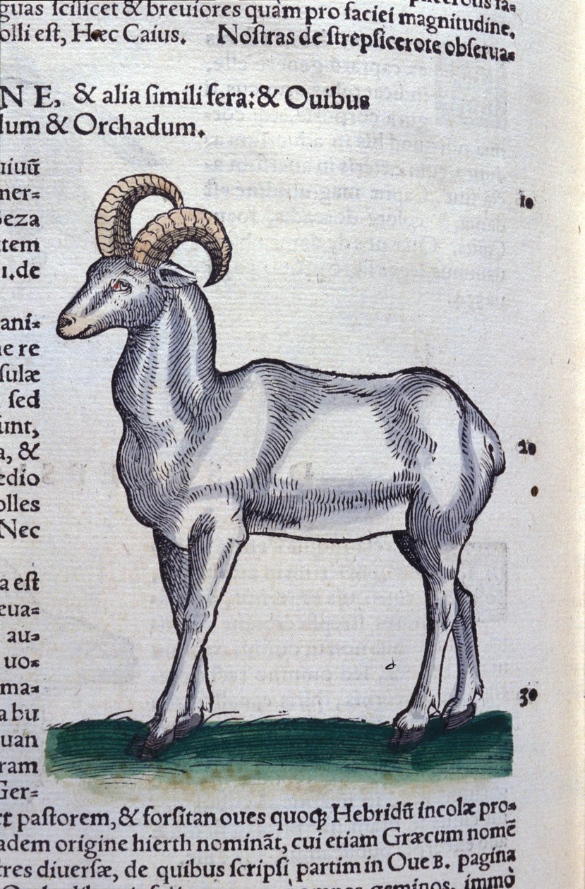 Lo stambecco in Historia Animalium di Conrad Gesner (1516 - 1565), Tiguri da Unknown artist