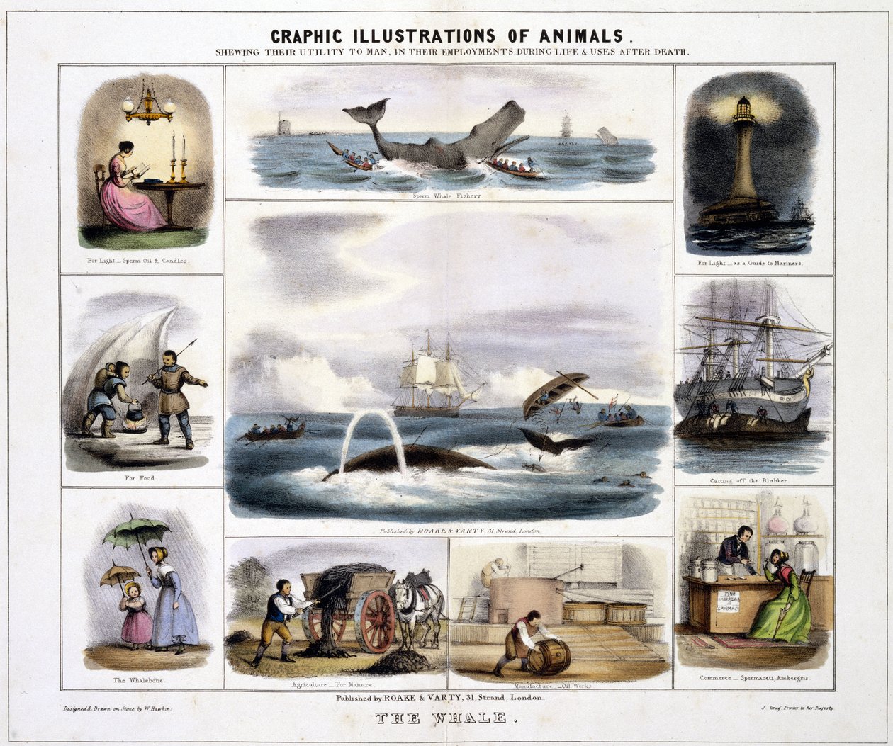 La balena", 1845 circa da Unknown artist
