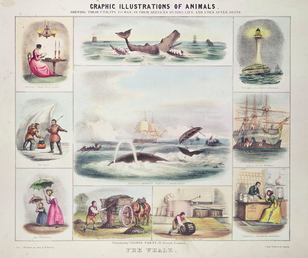 La balena, da Illustrazioni grafiche di animali, disegnate e incise da W. Hawkins, pubblicate da Thomas Varty (incisione) da Unknown artist