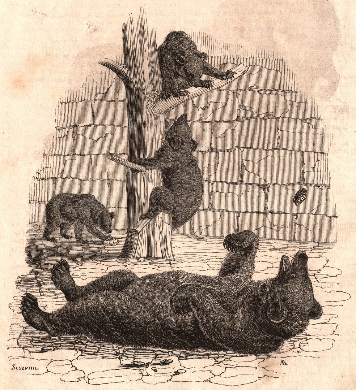 La fossa degli orsi del Museo di Storia Naturale: orso sulla schiena che afferra un pezzo di carne, due orsi che giocano su un albero e un altro che mangia da Unknown