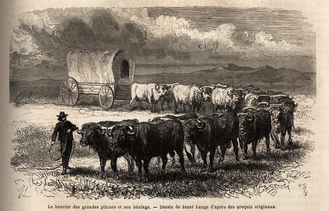 Il grande bue delle pianure e il suo tiro. Incisione per illustrare il viaggio nel far west americano, di M. L. Simonin, nel 1867, pubblicato in "Le tour du monde, nouveau journal des voyages", a cura di Edouard Charton da Unknown artist