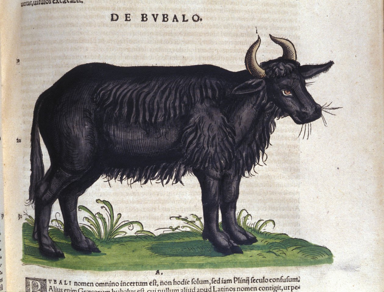Il bufalo dopo Historiae animalium di Konrad Gesner, Tiguri da Unknown artist
