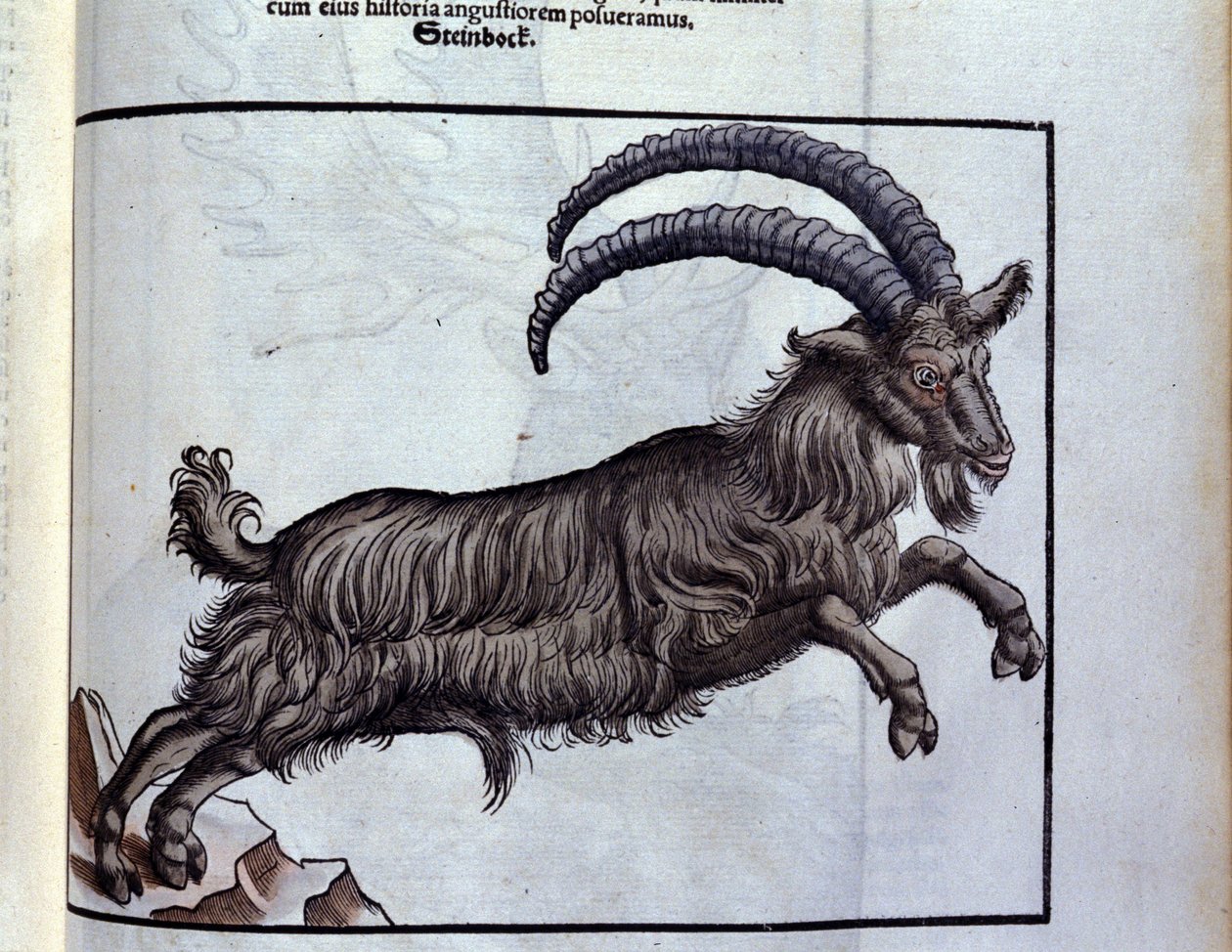 Il capricorno dopo Historiae animalium di Konrad Gesner, Tiguri da Unknown artist