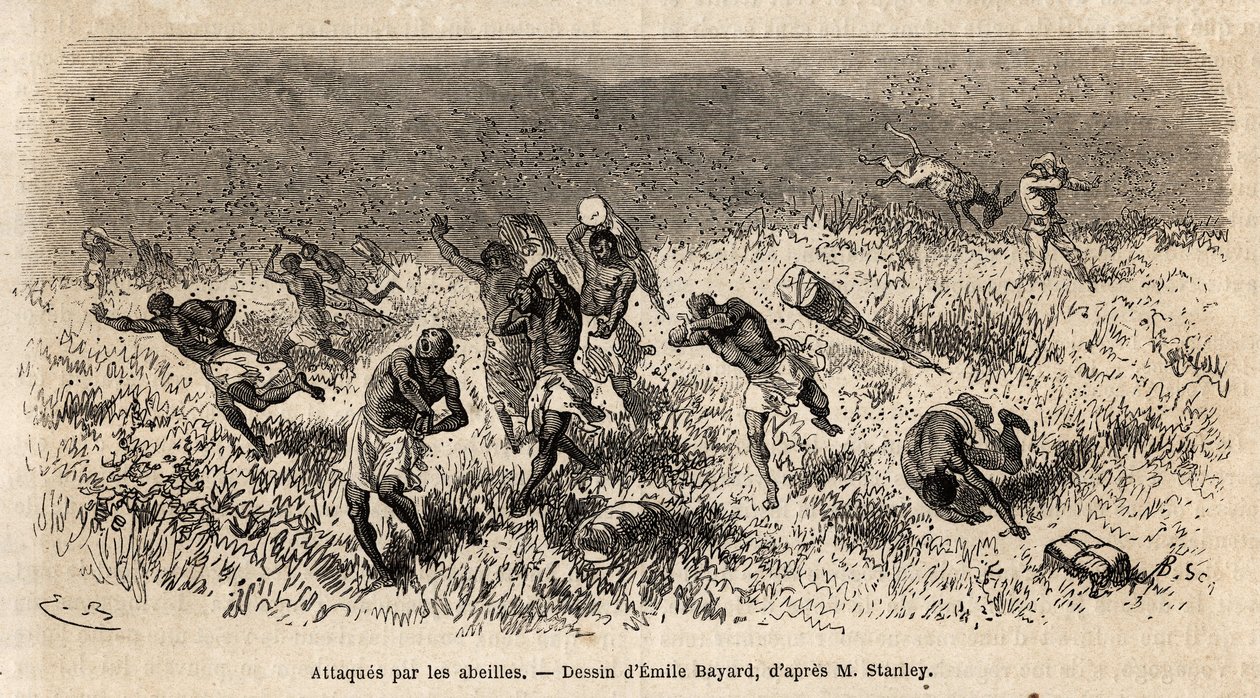 La carovana dei portatori della spedizione di Henry Morton Stanley (1841-1904) sulla strada di Misonghi (Africa orientale) attaccata da uno sciame di api. Incisione per illustrare il viaggio alla ricerca di Livingstone, in Africa centrale, di Henry Stanley da Unknown artist