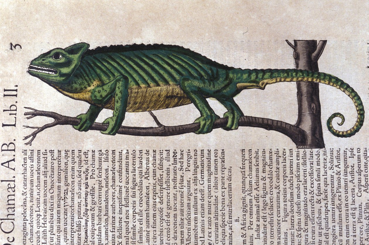 Il camaleonte dopo Historiae animalium di Konrad Gesner, Tiguri da Unknown artist