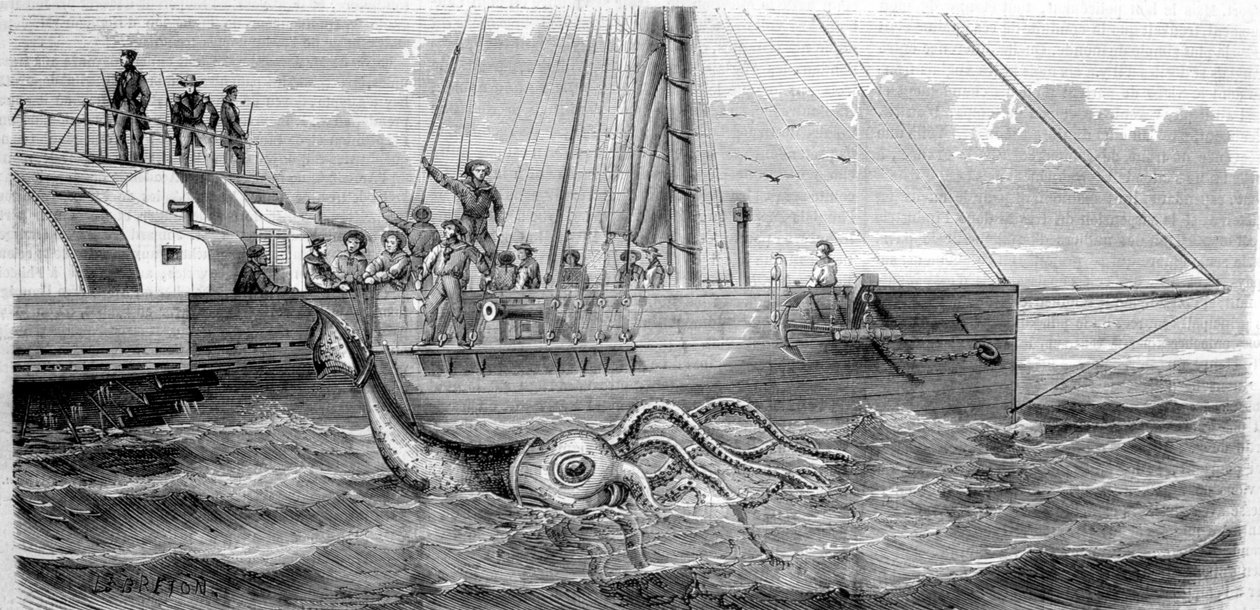 Il primo calamaro gigante catturato nel 1861 dalla corvetta francese Alecton. Mentre l