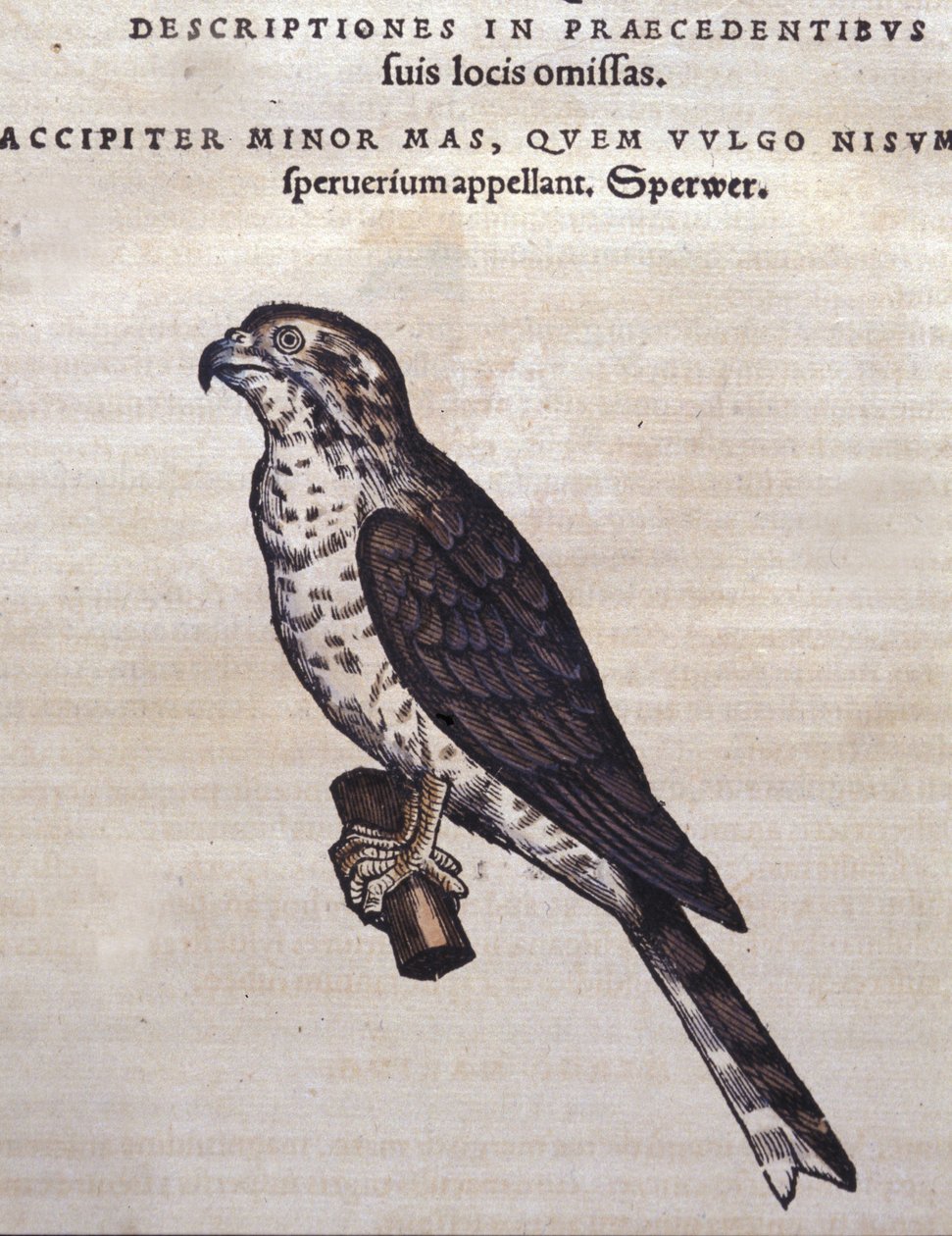 Il falco dopo Historia Animalium di Conrad Gesner, Tiguri 1560. Biblioteca nazionale Braidense. Milano da Unknown artist