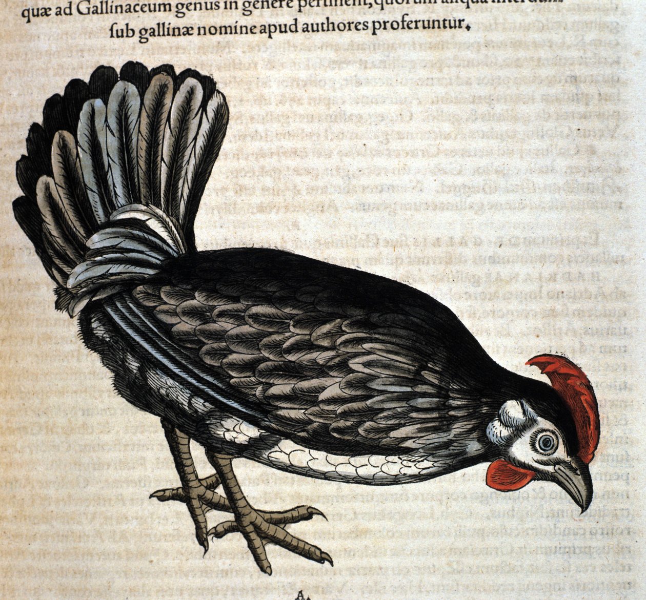 La gallina dall