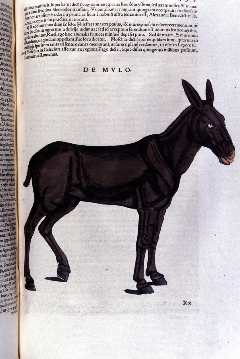 Il cefalo da Historiae animalium di Konrad Gesner, Tiguri da Unknown artist