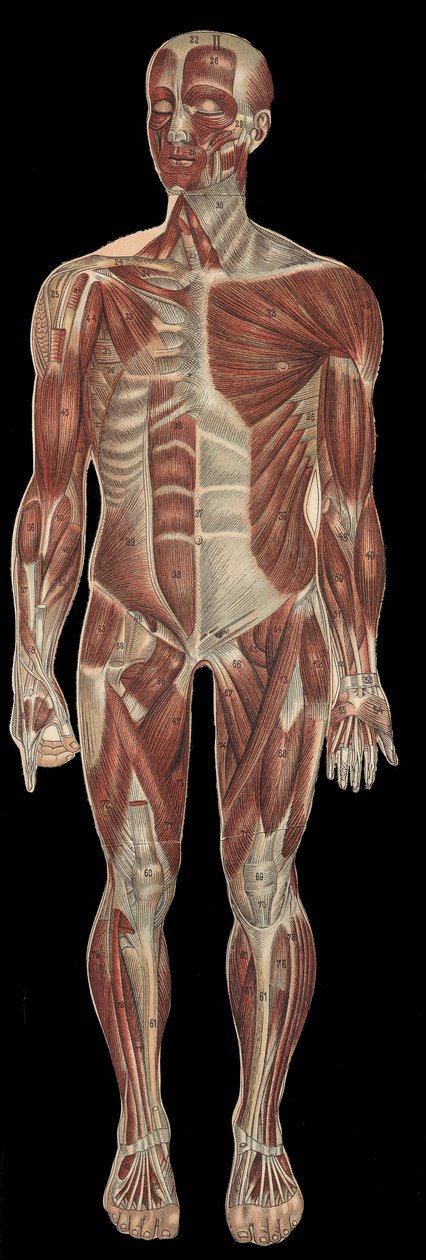 I muscoli della testa, del tronco e delle estremità nella parte anteriore del corpo. In "La nuova medicina naturale" di F.E. Bilz, 1898 da Unknown artist