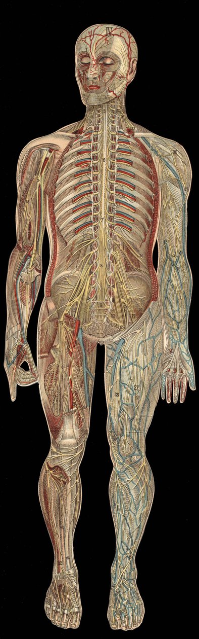 Il sistema nervoso. Tavola in "La nuova medicina naturale" di F.E. Bilz. 1898 da Unknown artist