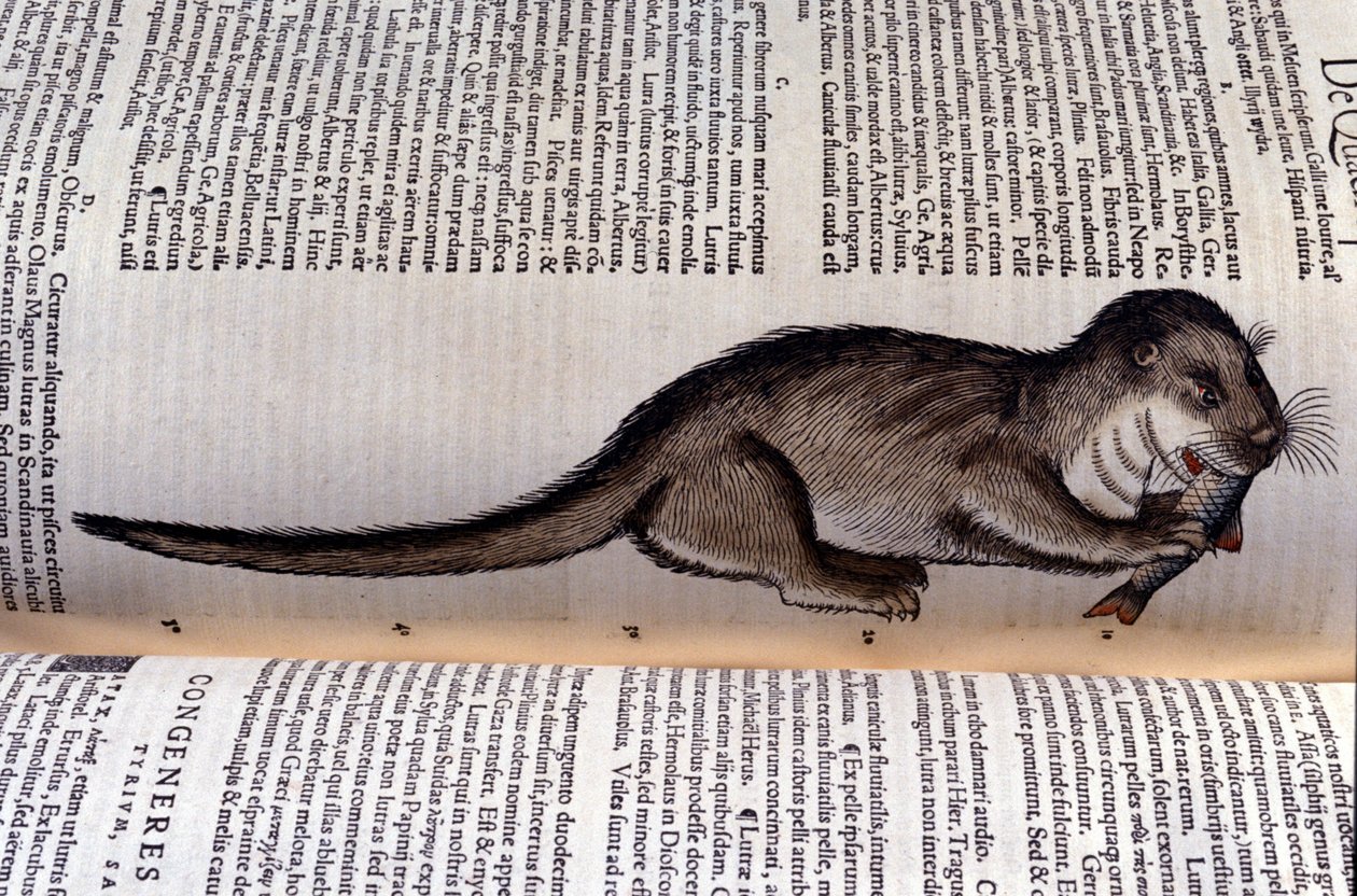 La lontra - Historia Animalium di Conrad Gesner (1516 - 1565), Tiguri da Unknown artist