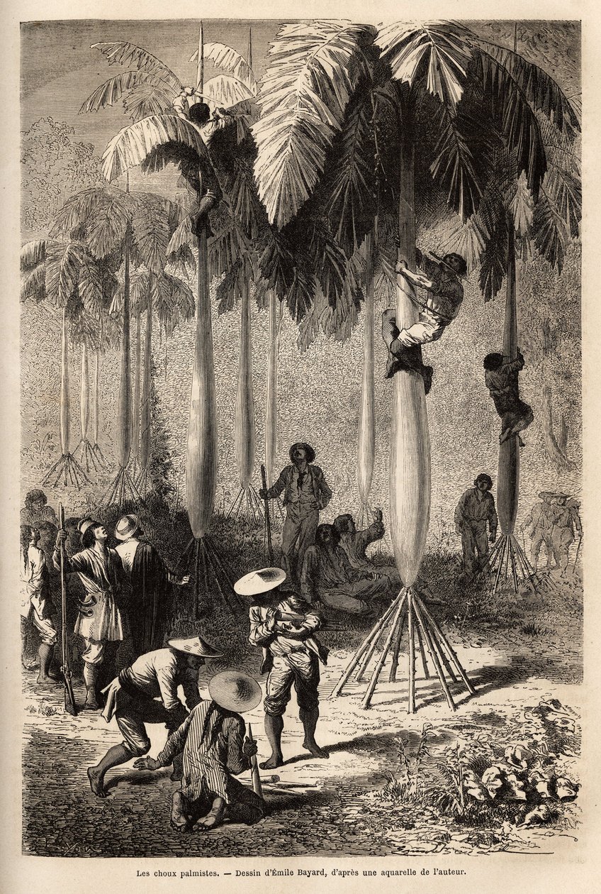 I cavoli palmisti, incisione per illustrare il viaggio nelle valli di Quinquinas, di Paul Marcoy, 1849-1861 da Unknown artist