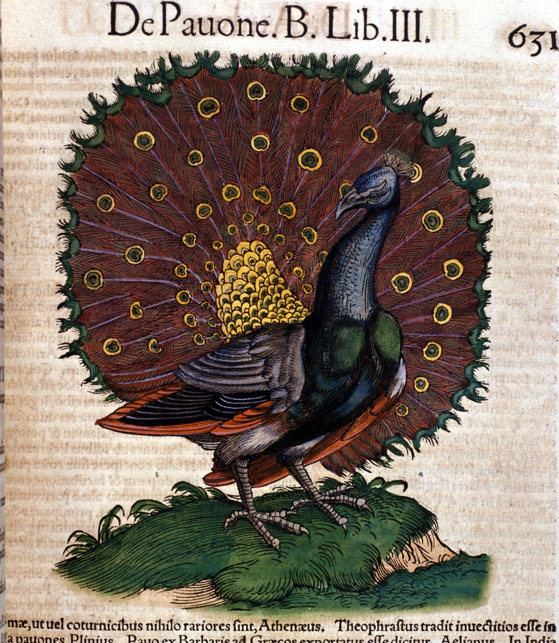 Il pavone dopo Historiae animalium di Konrad Gesner, Tiguri da Unknown artist
