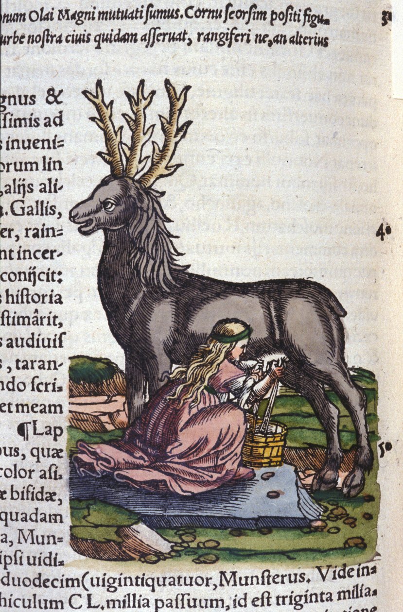 Il commercio delle renne dopo Historiae animalium di Konrad Gesner, Tiguri da Unknown artist