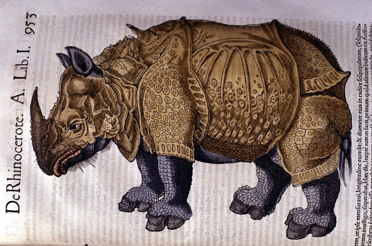 Il rinoceronte da 