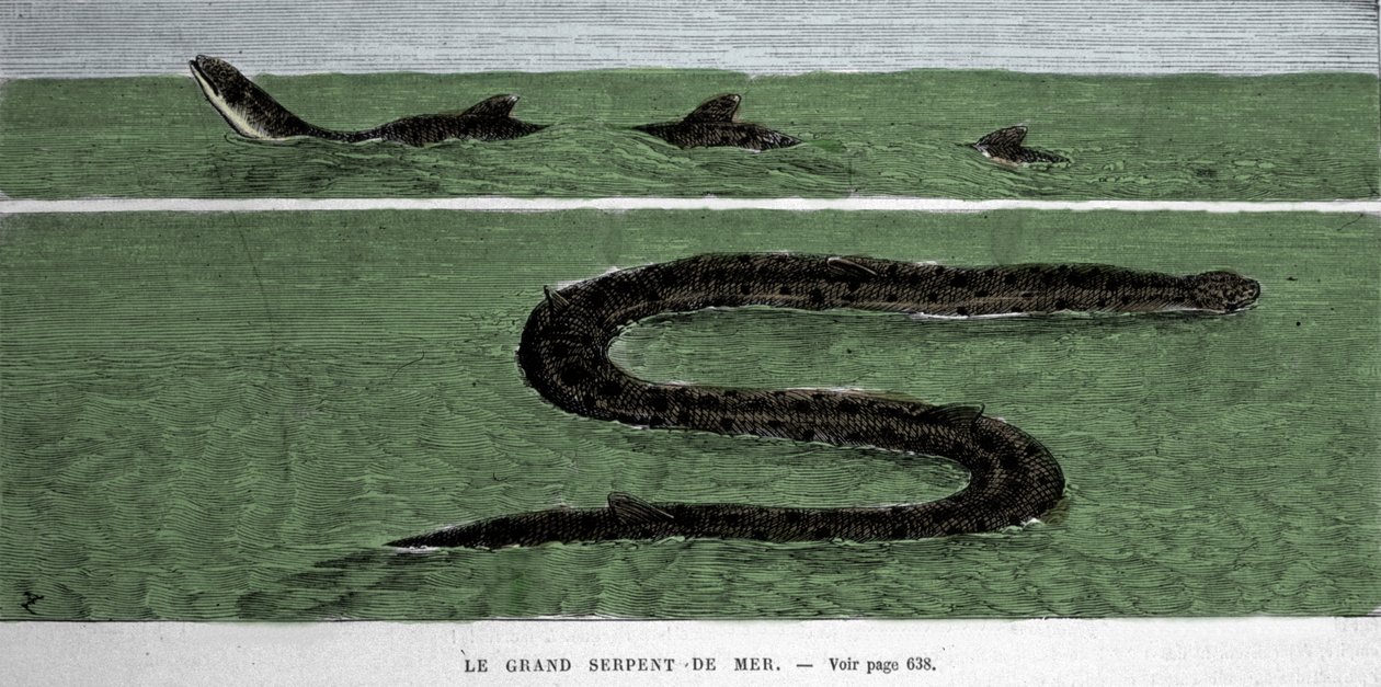 Il serpente marino osservato nel 1872 nell
