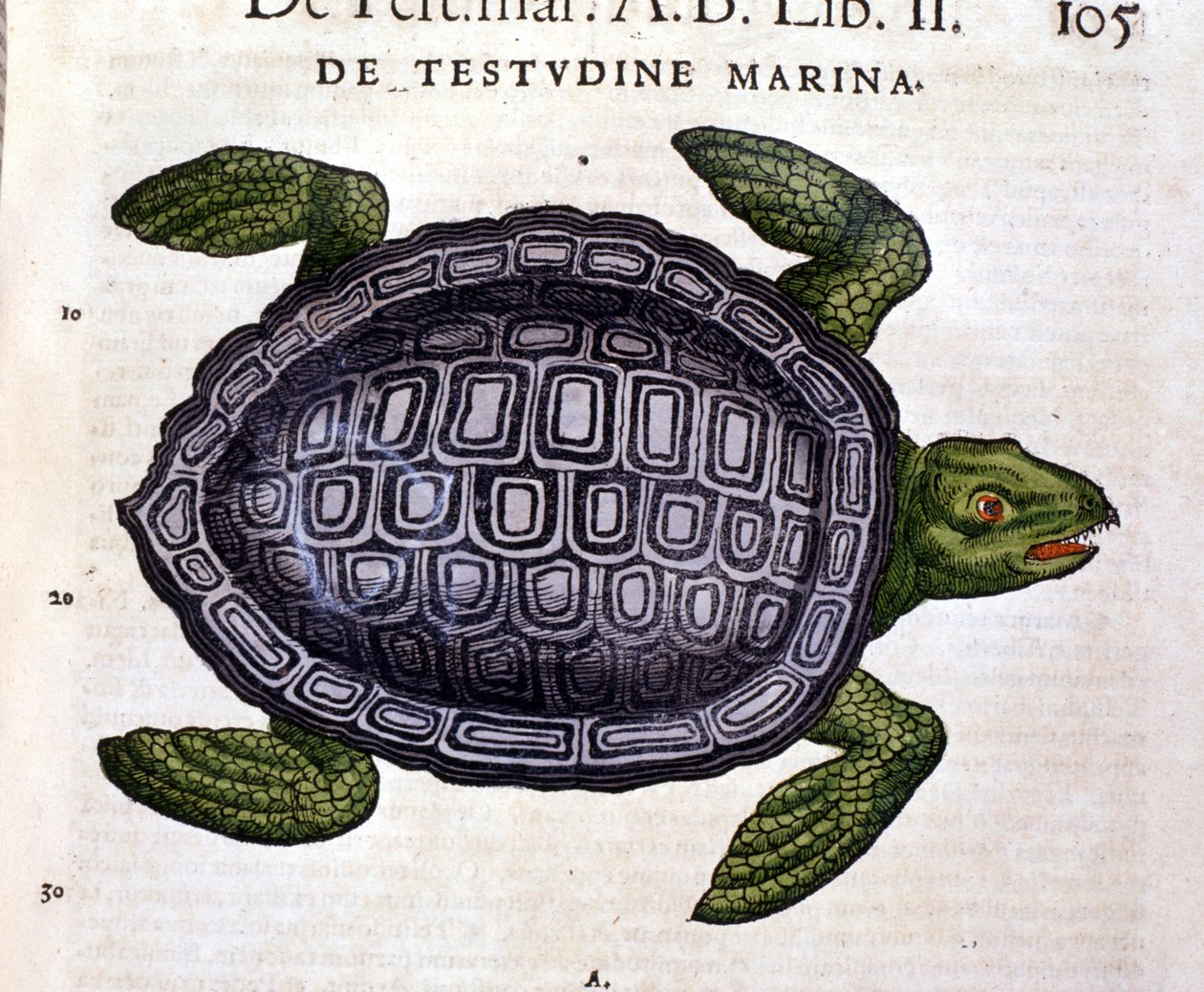 La tartaruga marina, secondo la Historia Animalium di Conrad Gesner, Tiguri 1560. da Unknown artist