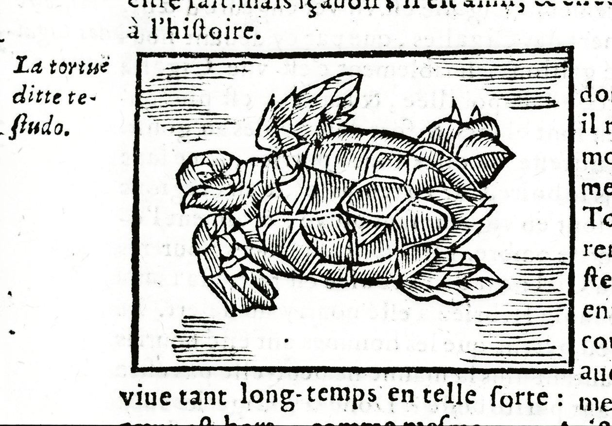 La tartaruga marina, dal trattato di Gerolamo Cardano (Cardanus Hieronymus) (Cardano) “De la subtlite”, stampato a Rouen nel 1642 da Unknown artist