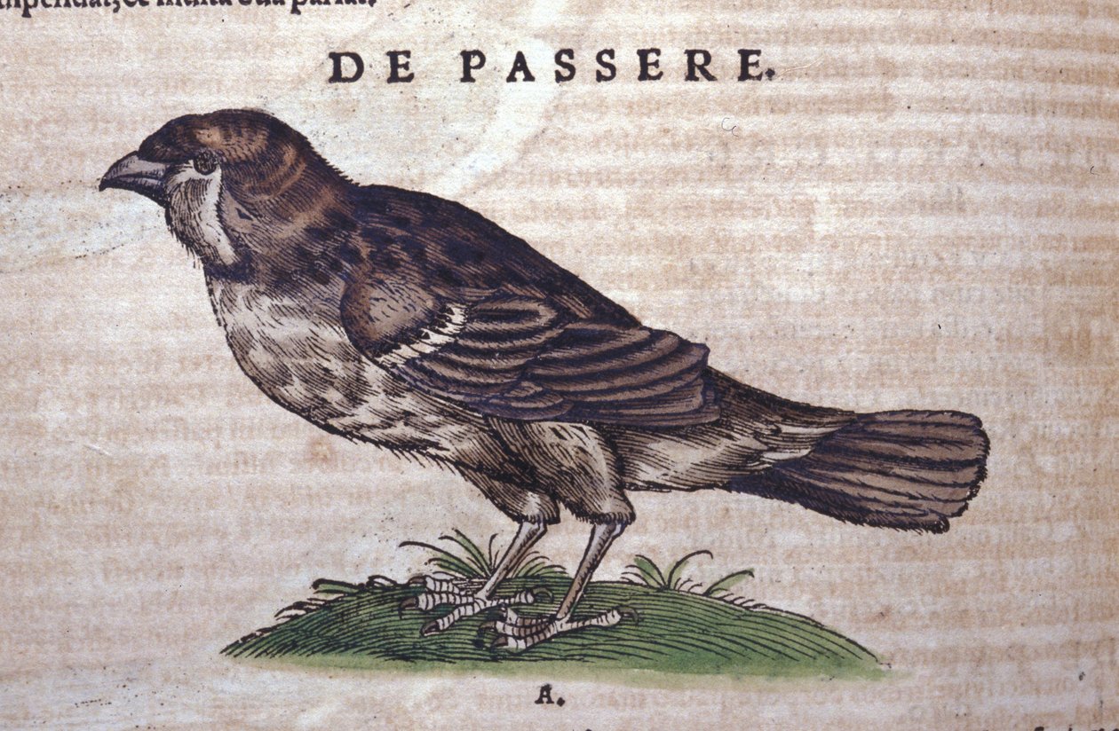 Il passero in Historia Animalium di Conrad Gesner (1516 - 1565), Tiguri da Unknown artist
