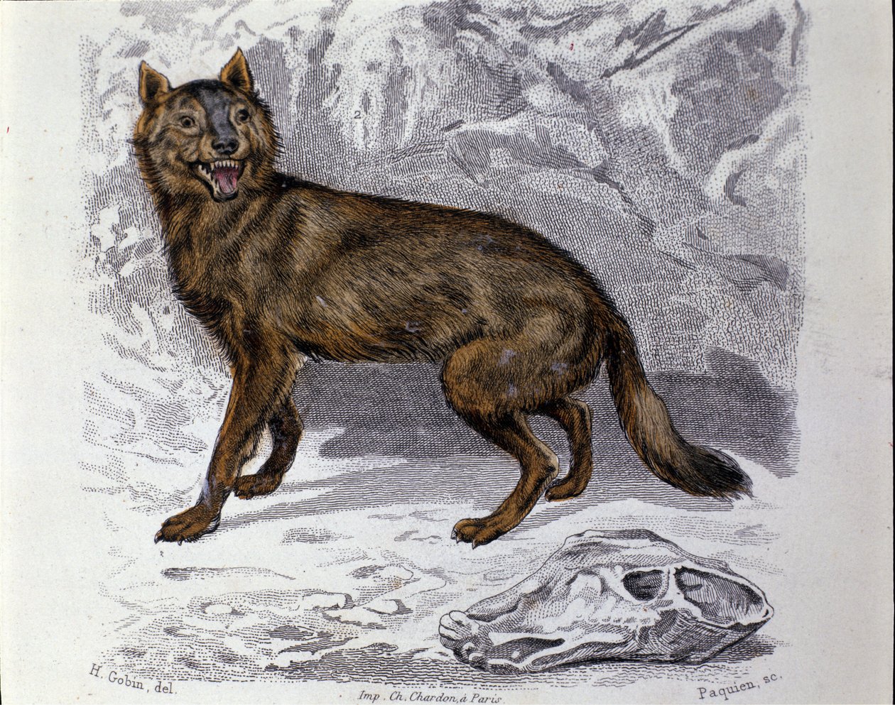 Il lupo. Tavola tratta da un trattato di Storia Naturale di 