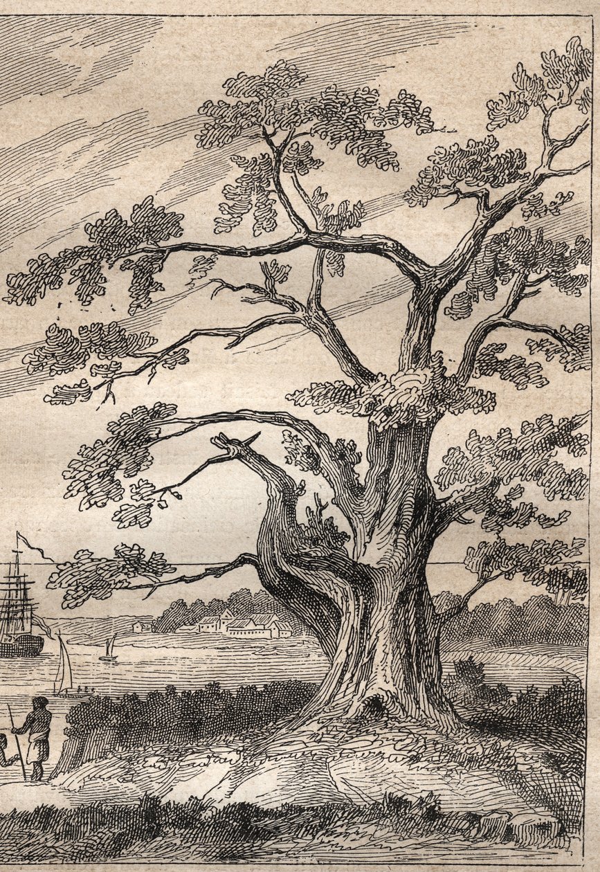 Terzo viaggio (1776-1779) del Capitano James Cook (1728-1779): albero sotto il quale Cook osservò il passaggio di Venere - illustrazione tratta da "I grandi marinai del XVIII secolo" da Unknown artist