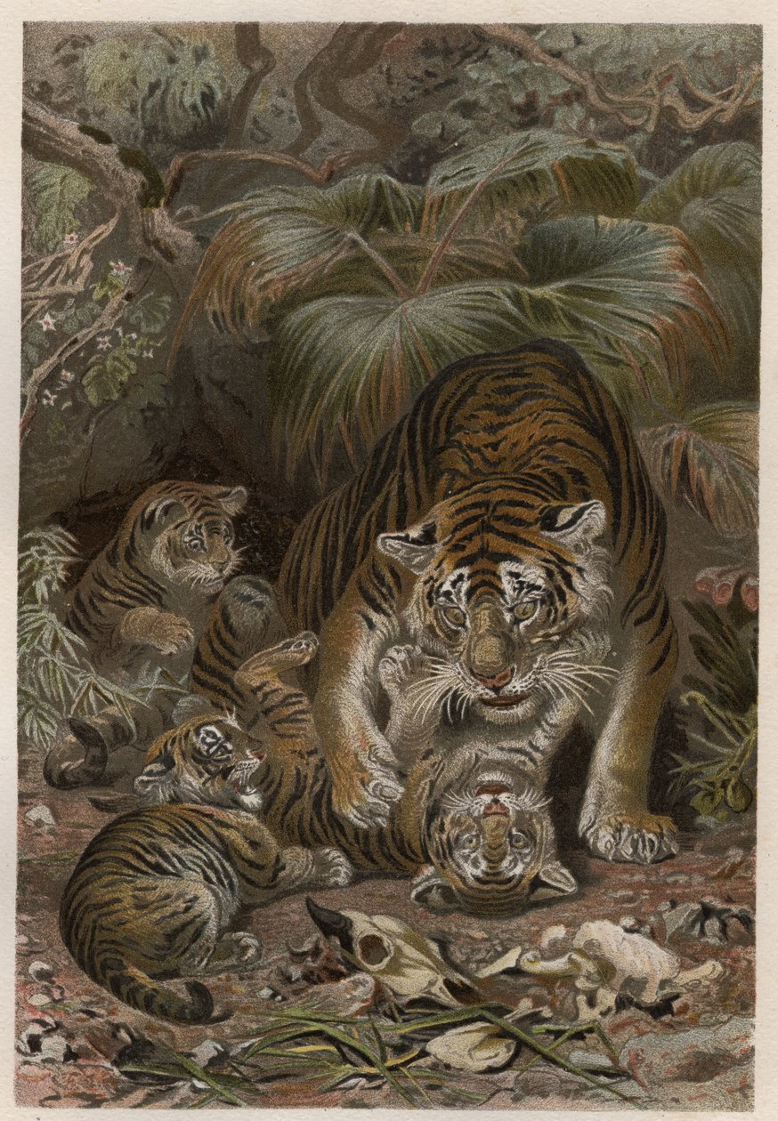 Tigre (Panthera tigris) con cuccioli - incisione da 