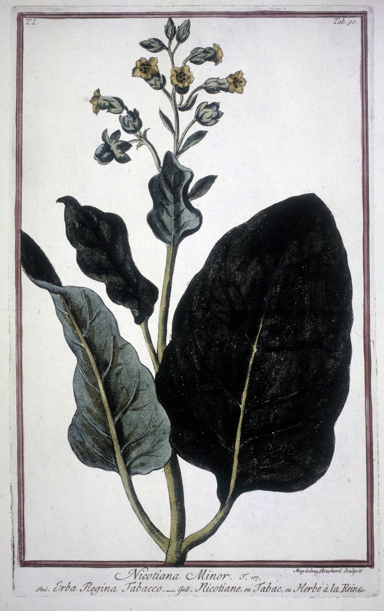 Foglia e fiore di tabacco (Nicotiana Minor) in un erbario del XIX secolo. da Unknown artist