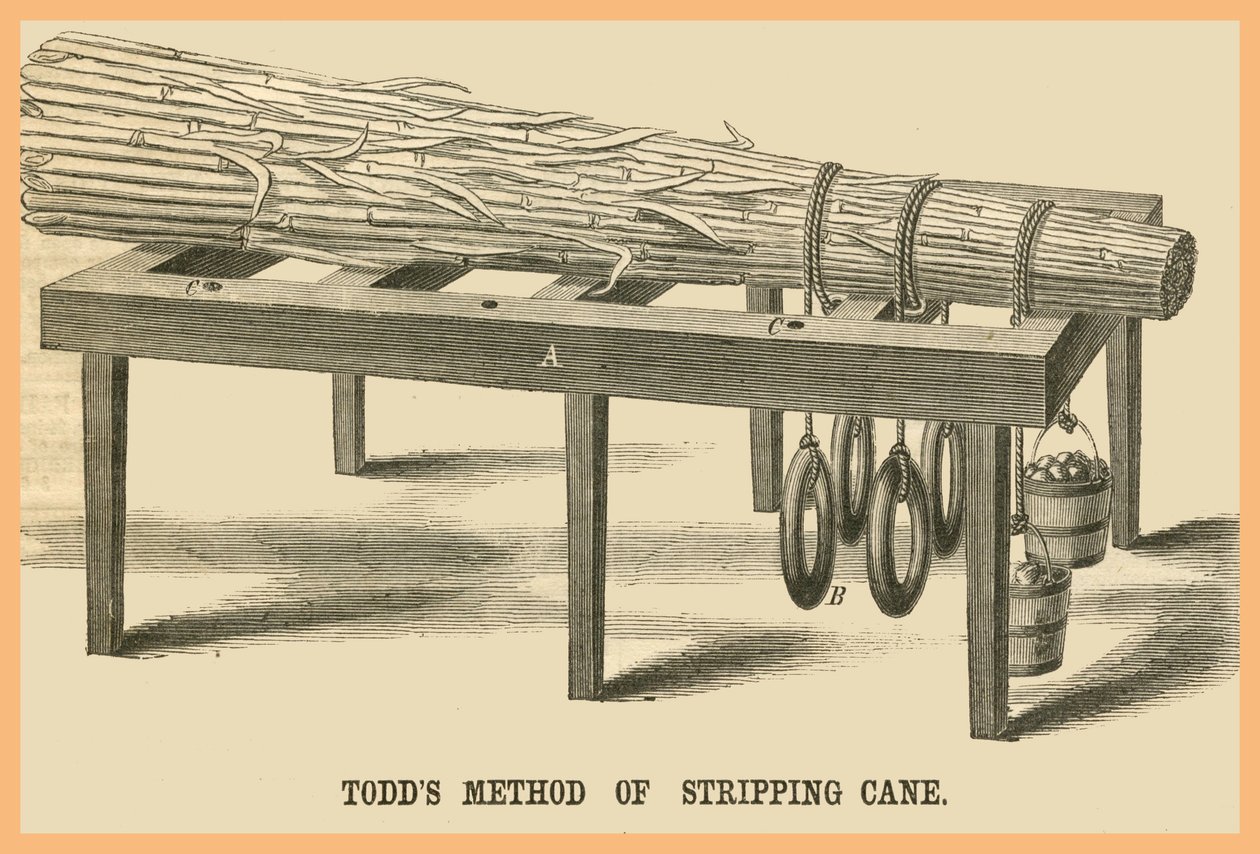 Metodo Todds per spogliare le canne da Unknown Artist