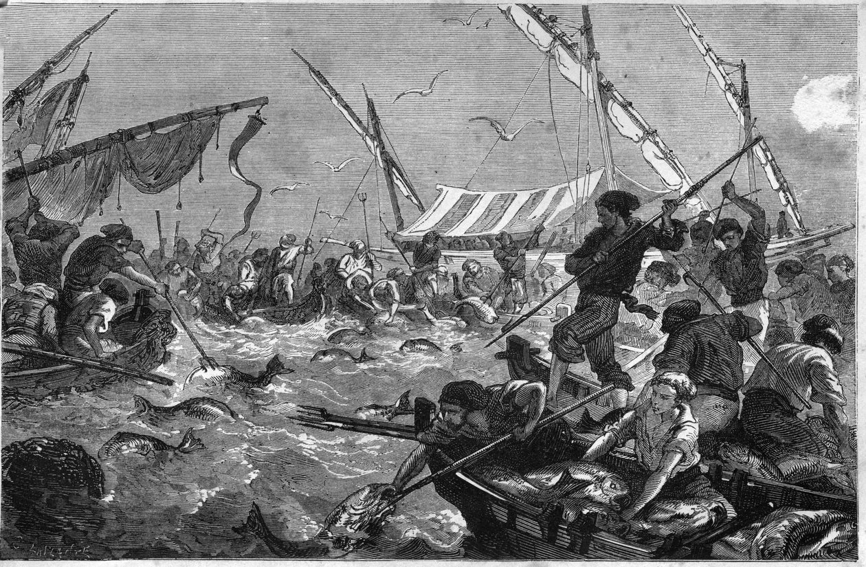 Pesca al tonno sulla costa della Provenza da Unknown artist