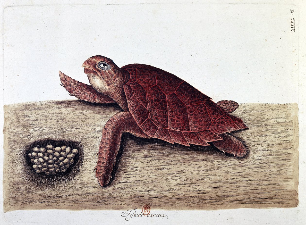 Tartaruga e le sue uova - tavola di storia naturale, B.N. da Unknown artist