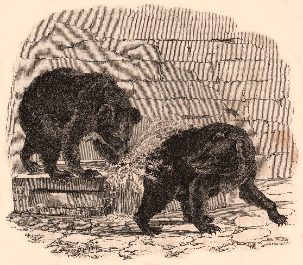 Due orsi che giocano in una vasca nella fossa degli orsi del Museo di Storia Naturale da Unknown