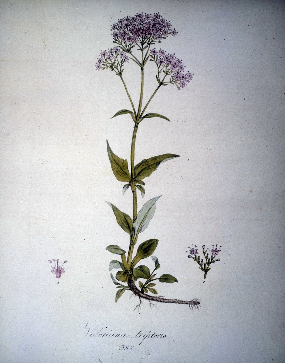 Valeriana mauve o Valeriana tripteris. Erbario del XIX secolo. da Unknown artist