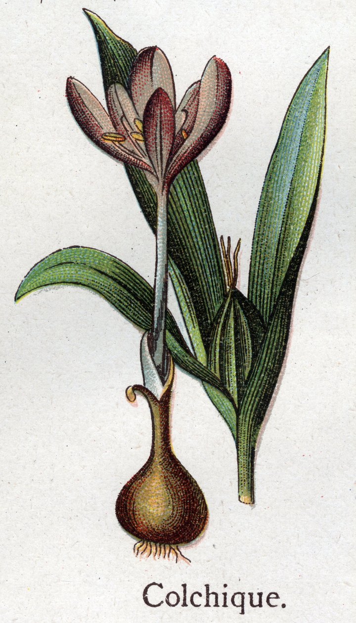 Piante botaniche velenose: colchico. Incisione in "La medication naturelle", di Friedrich Eduard Bilz (1842-1922) da Unknown artist