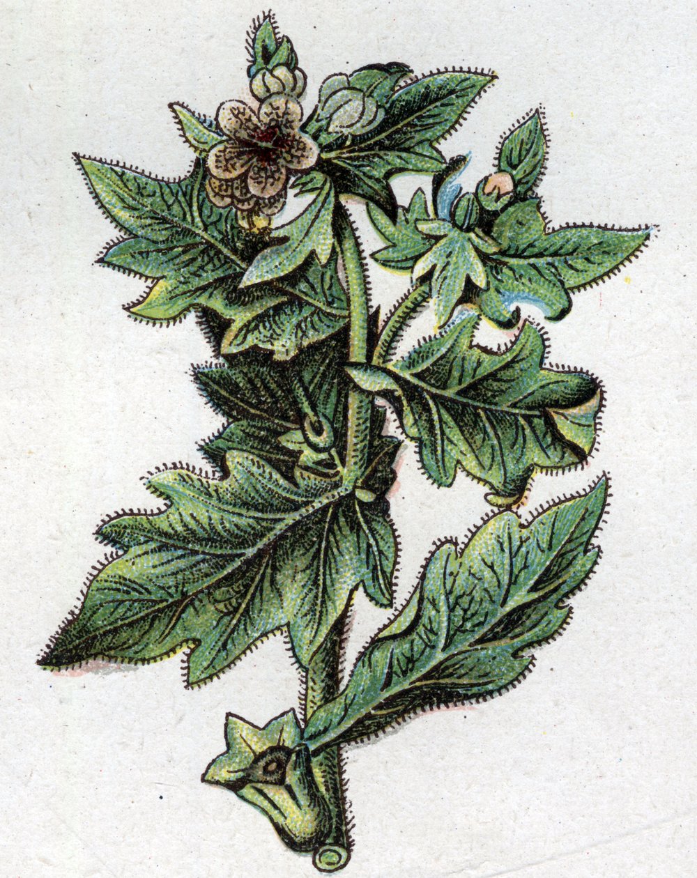 Piante botaniche velenose: fino. Incisione in 