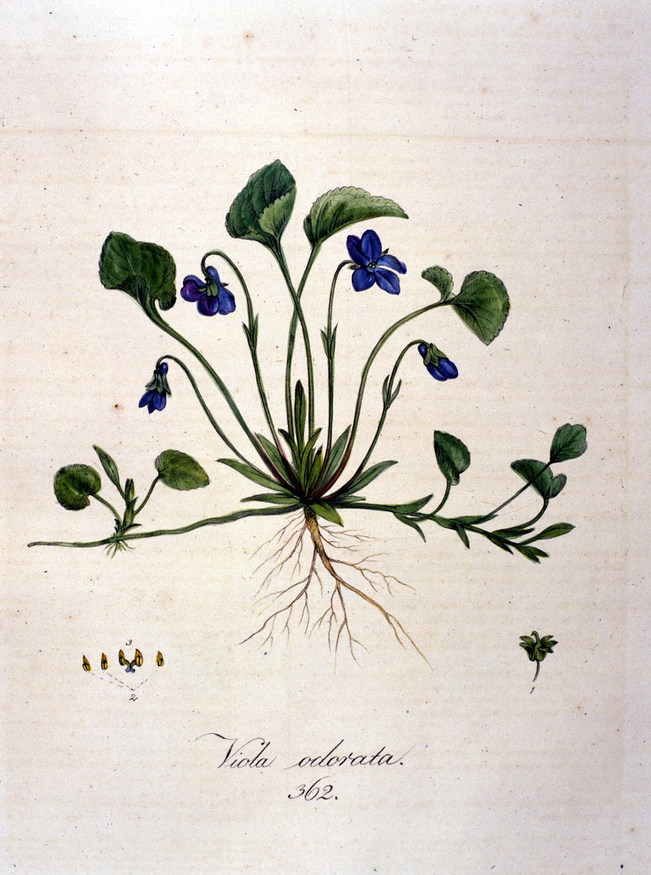 Viola. Incisione del XIX secolo da Unknown artist