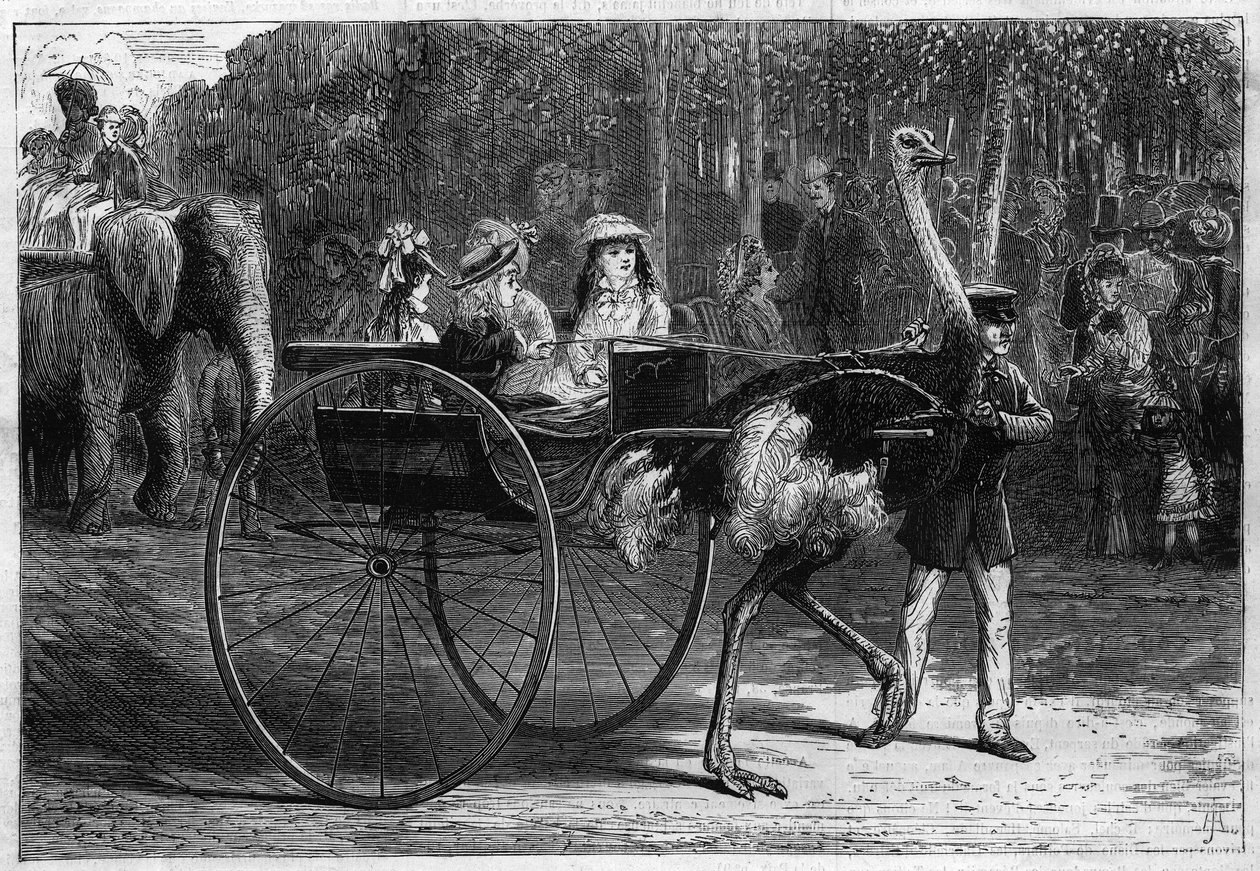Passeggiata sul dorso di un elefante e bambini in una cariola trainata da struzzi. Giardino di Acclimatazione del Bois de Boulogne a Parigi da Unknown artist