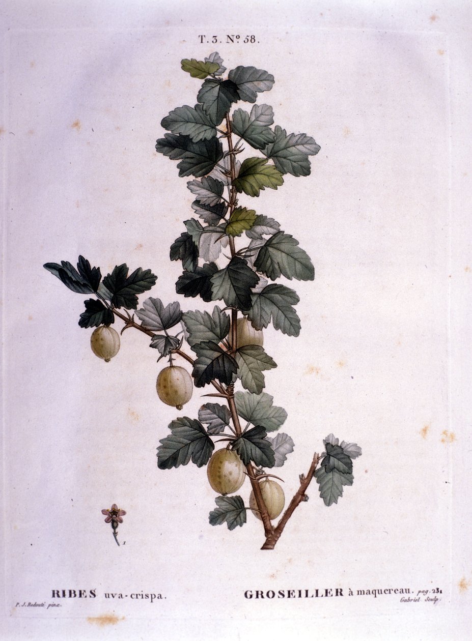 Ribes bianco: tavola botanica del XIX secolo da Unknown artist