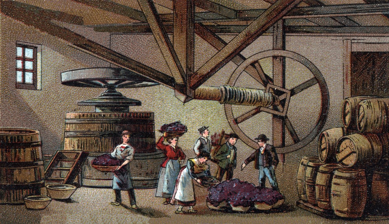 Produzione di vino: torchio del vino dell