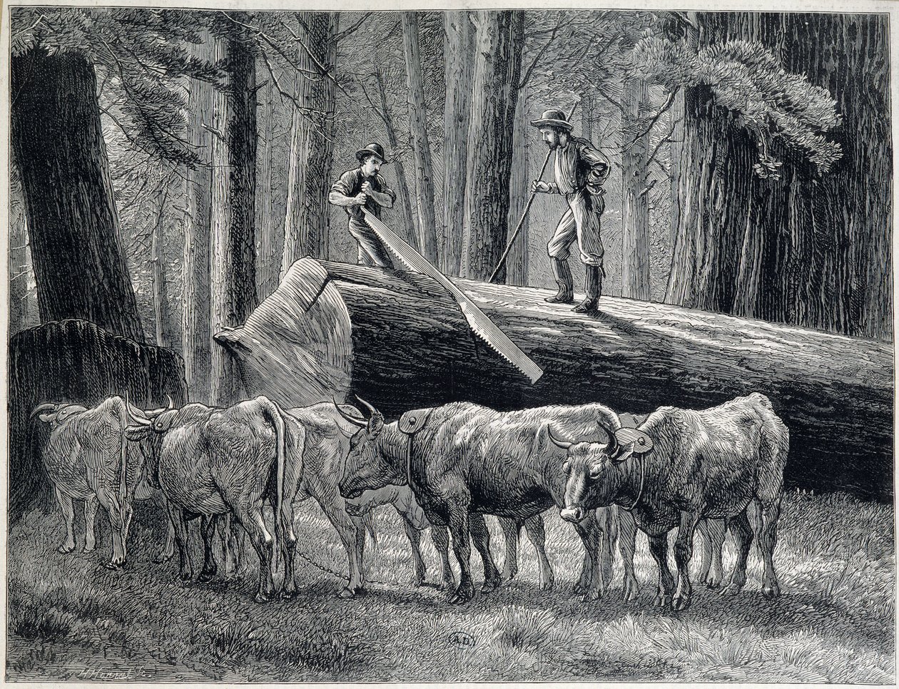 Boscaioli in una foresta di sequoie in California - incisione da Unknown artist