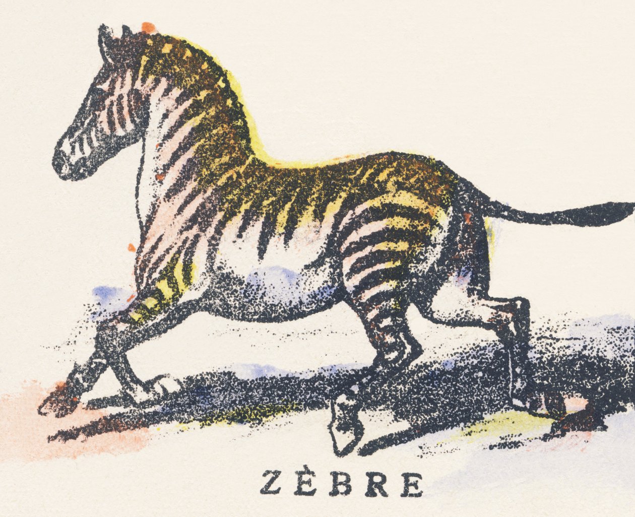 Z: zebra da Unknown artist
