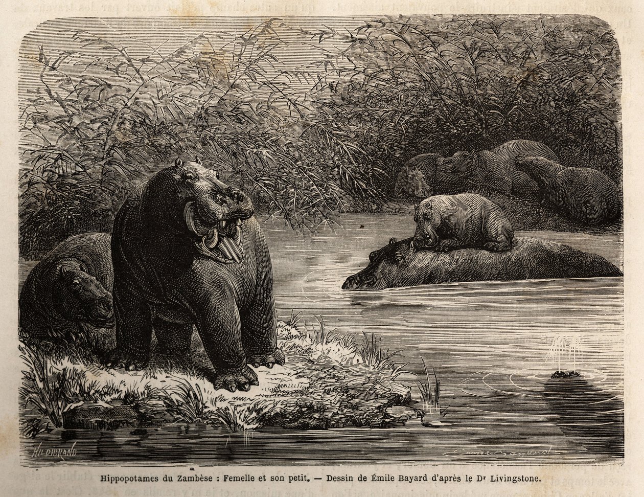 Ippopotamo dello Zambesi: femmina e il suo piccolo che si rinfrescano nel fiume. Incisione per illustrare i primi viaggi del Dr. Livingstone nell
