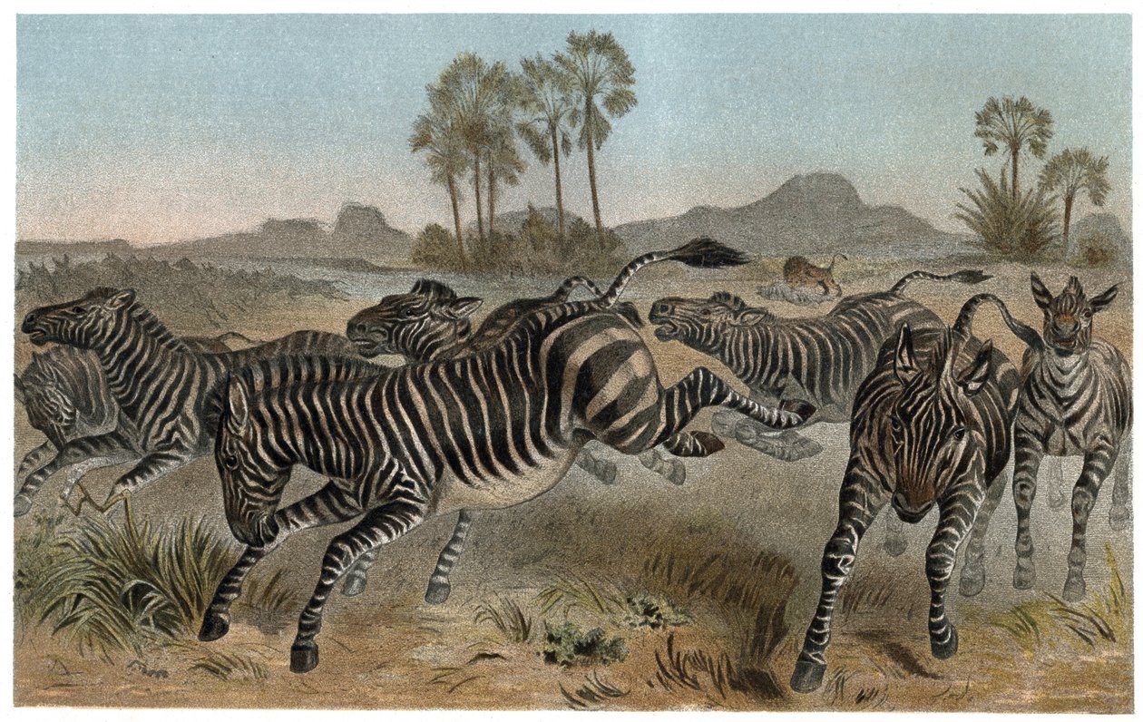 Zebre - Zebre - equidi africani (famiglia dei cavalli) - incisione da "La vita degli animali" di Alfred Edmund Brehm (1829-1884) da Unknown artist