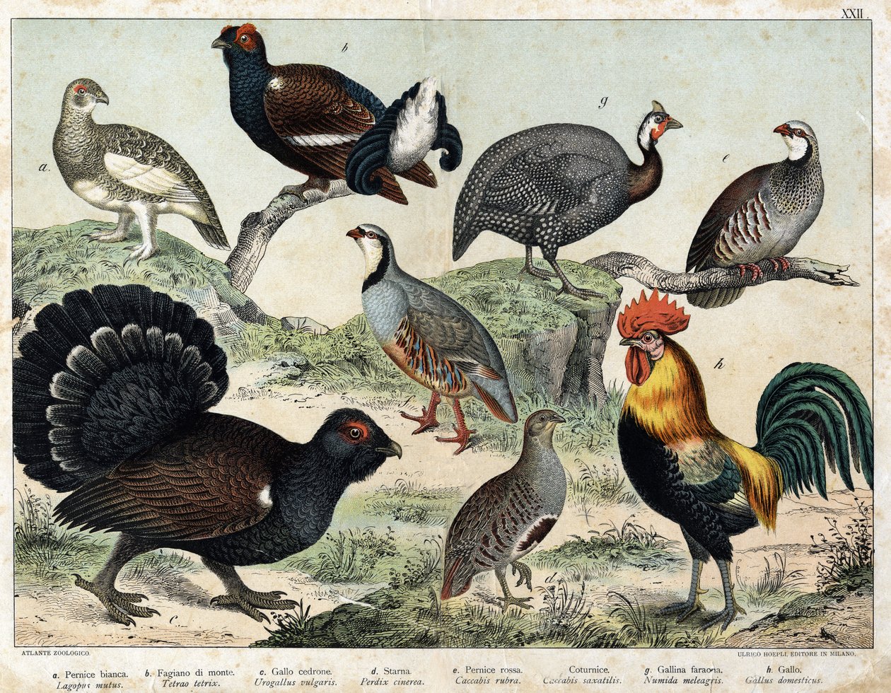 a: Pernice alpina (Lagopus mutus), b: Tetrao lyre (Tetrao tetrix), c: Grande tetra (Urogallus vulgaris), d: Pernice grigia (Partrix cinerea), e: Pernice rossa (caccabis rubra), f: Bartavelle (caccabis saxatis), g: Faraona (Numida meleagris), h: Gallo da Unknown artist