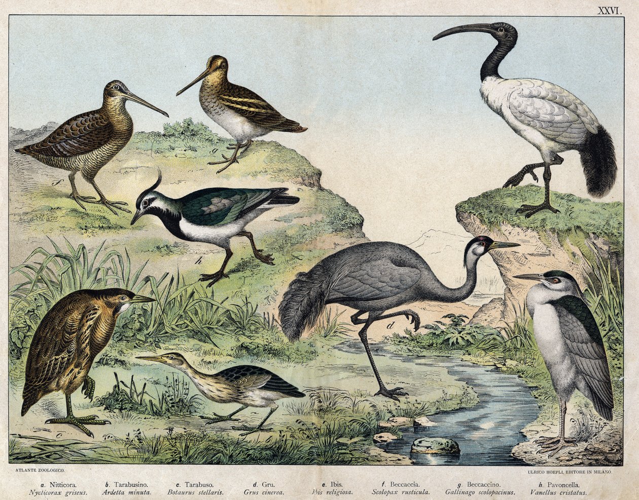 a: Nitticora (Nycticorax nycticorax), b: Tarabusino (Ixobrychus minutus), c: Tarabuso (Botaurus stellaris), d: Gru cenerina (Grus grus), e: Ibis sacro (Threskiornis aethiopicus), f: Beccaccia (Scolopax rusticola), g: Beccaccino (Gallinago gallinago), h: Pa da Unknown artist